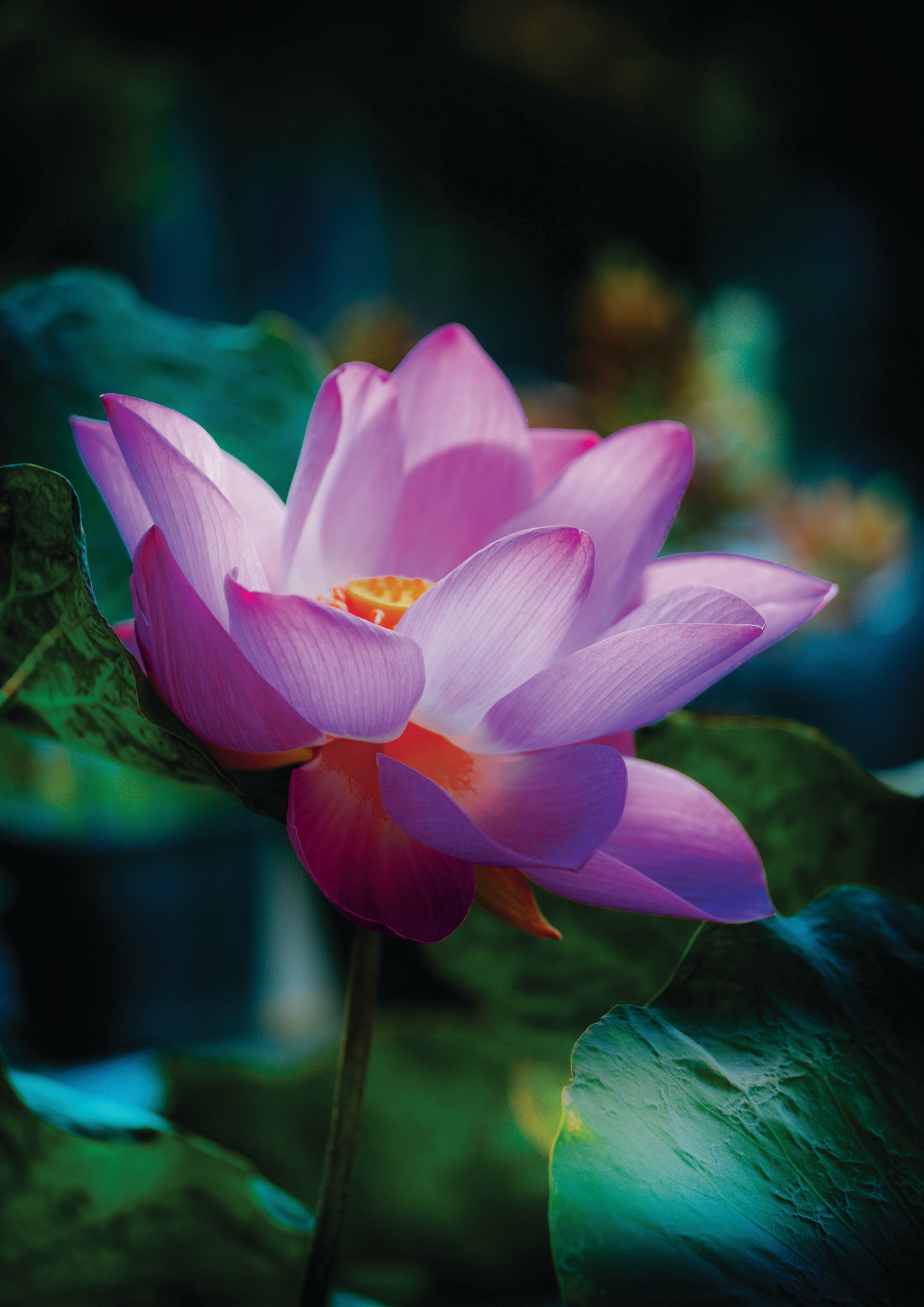 So Lotus