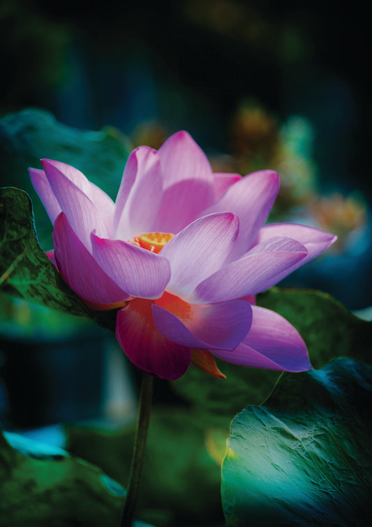 So Lotus